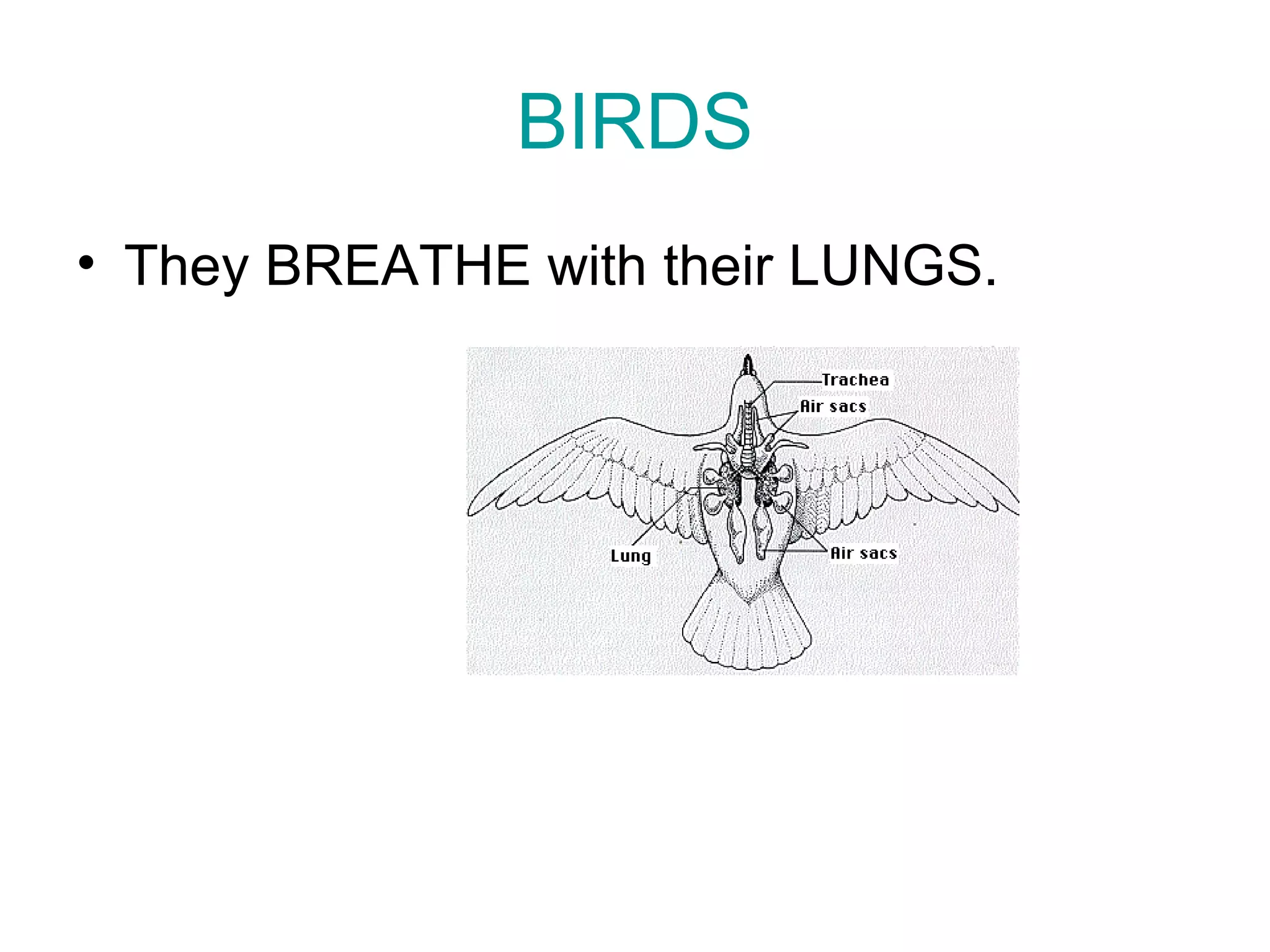 BIRDS
• They BREATHE with their LUNGS.
 