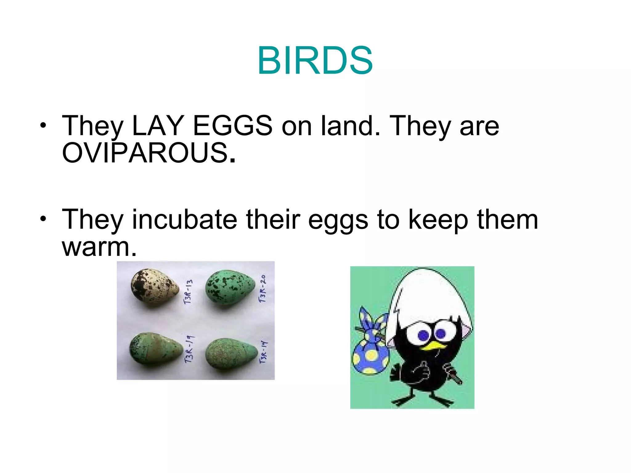BIRDS
• They LAY EGGS on land. They are
OVIPAROUS.
• They incubate their eggs to keep them
warm.
 