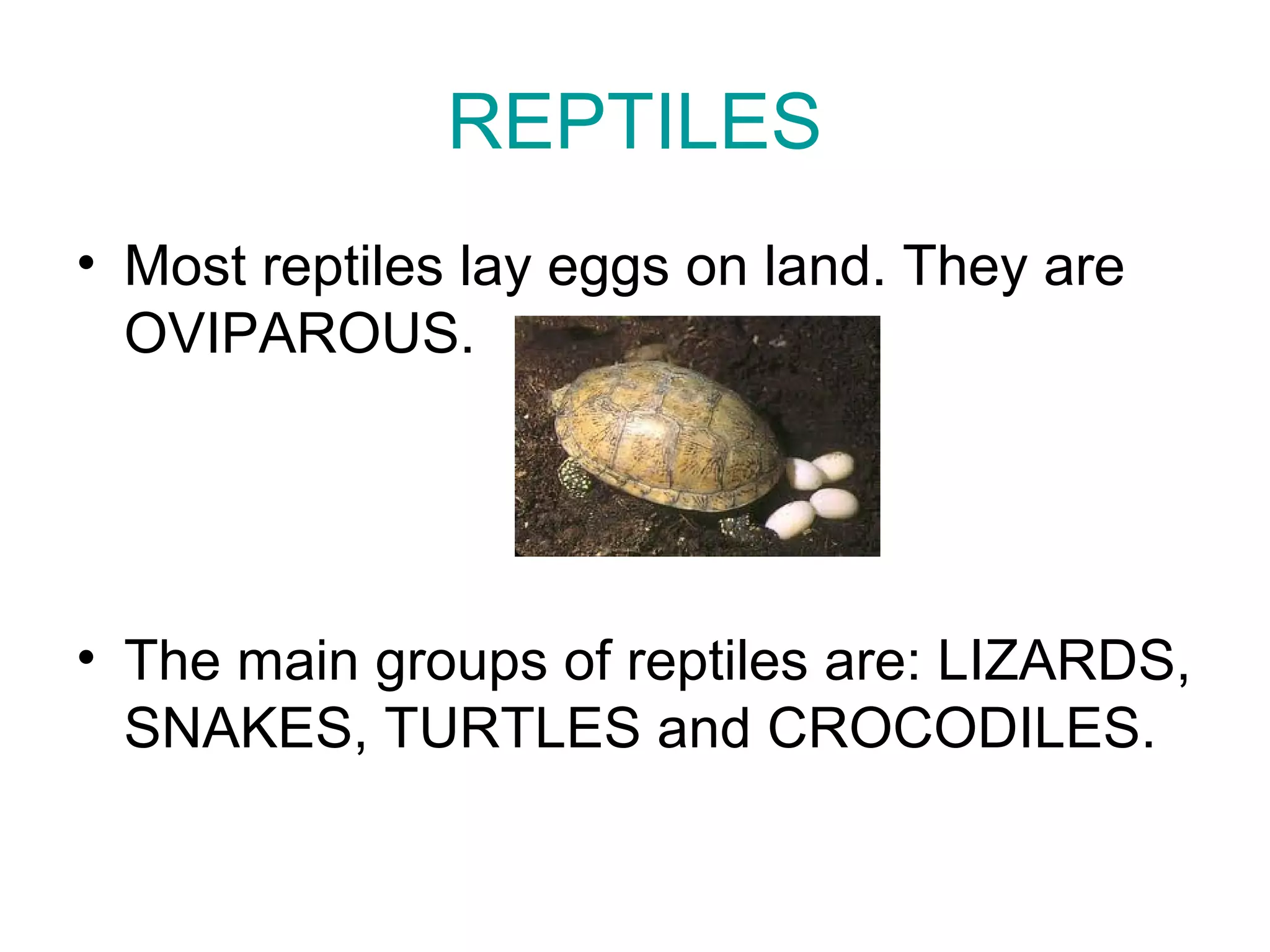 REPTILES
• Most reptiles lay eggs on land. They are
OVIPAROUS.
• The main groups of reptiles are: LIZARDS,
SNAKES, TURTLES and CROCODILES.
 