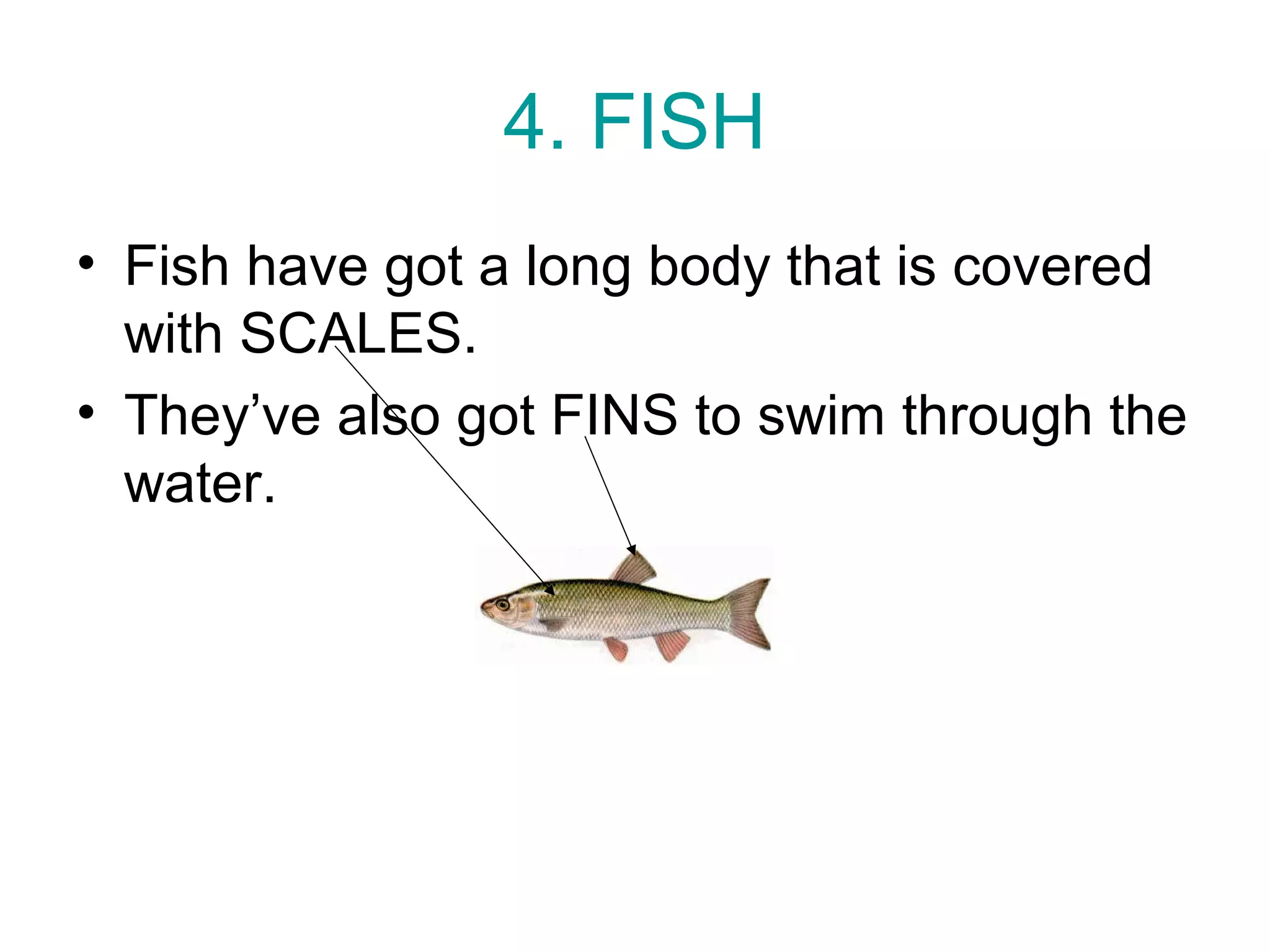 4. FISH
• Fish have got a long body that is covered
with SCALES.
• They’ve also got FINS to swim through the
water.
 