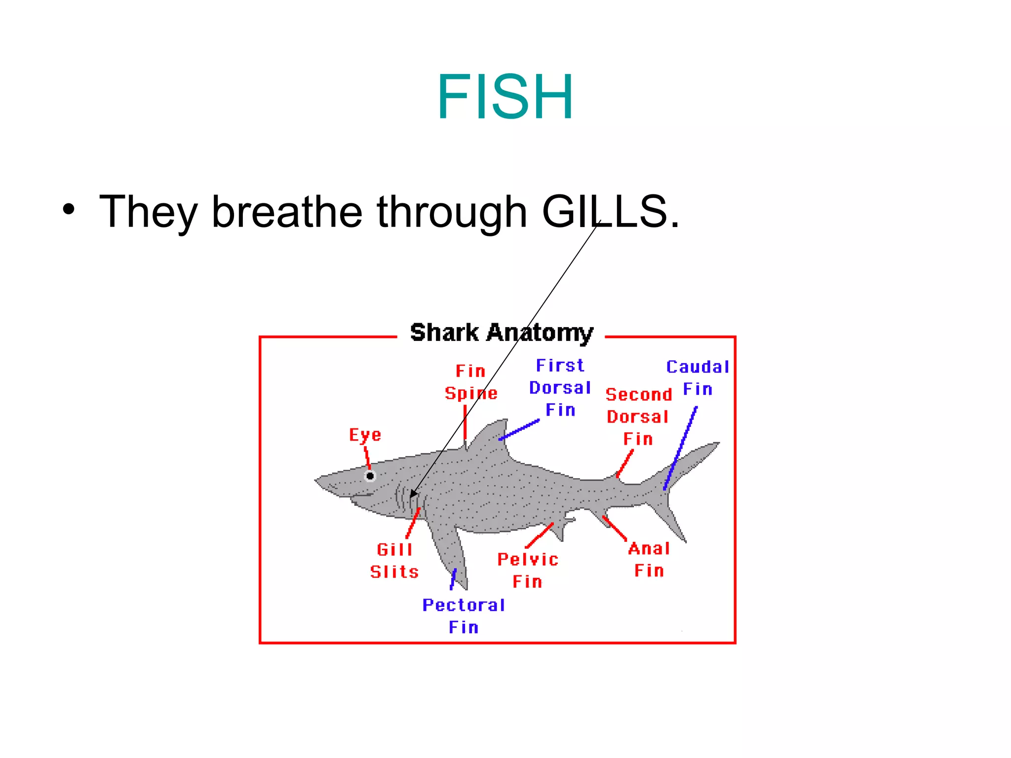 FISH
• They breathe through GILLS.
 
