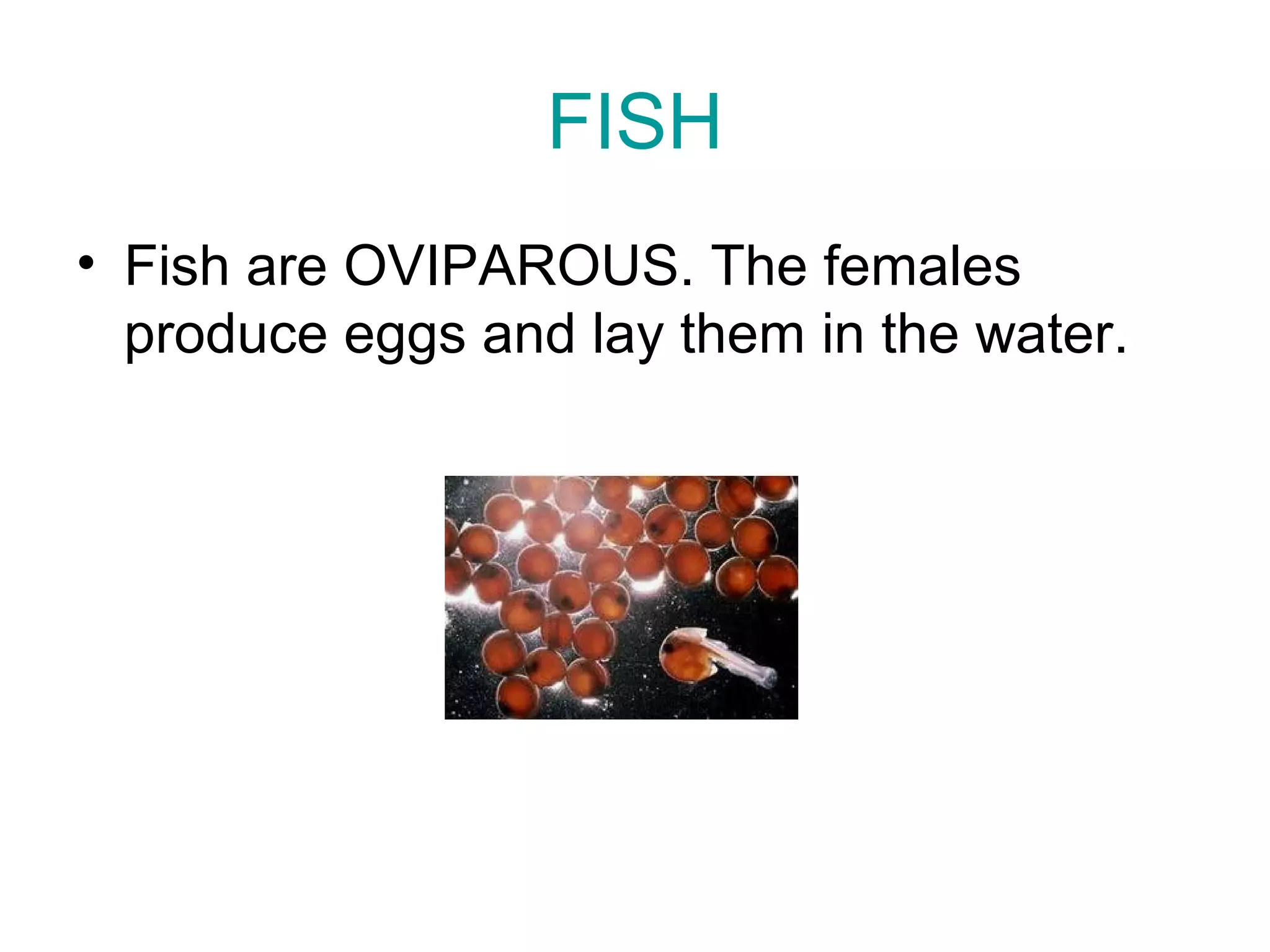FISH
• Fish are OVIPAROUS. The females
produce eggs and lay them in the water.
 