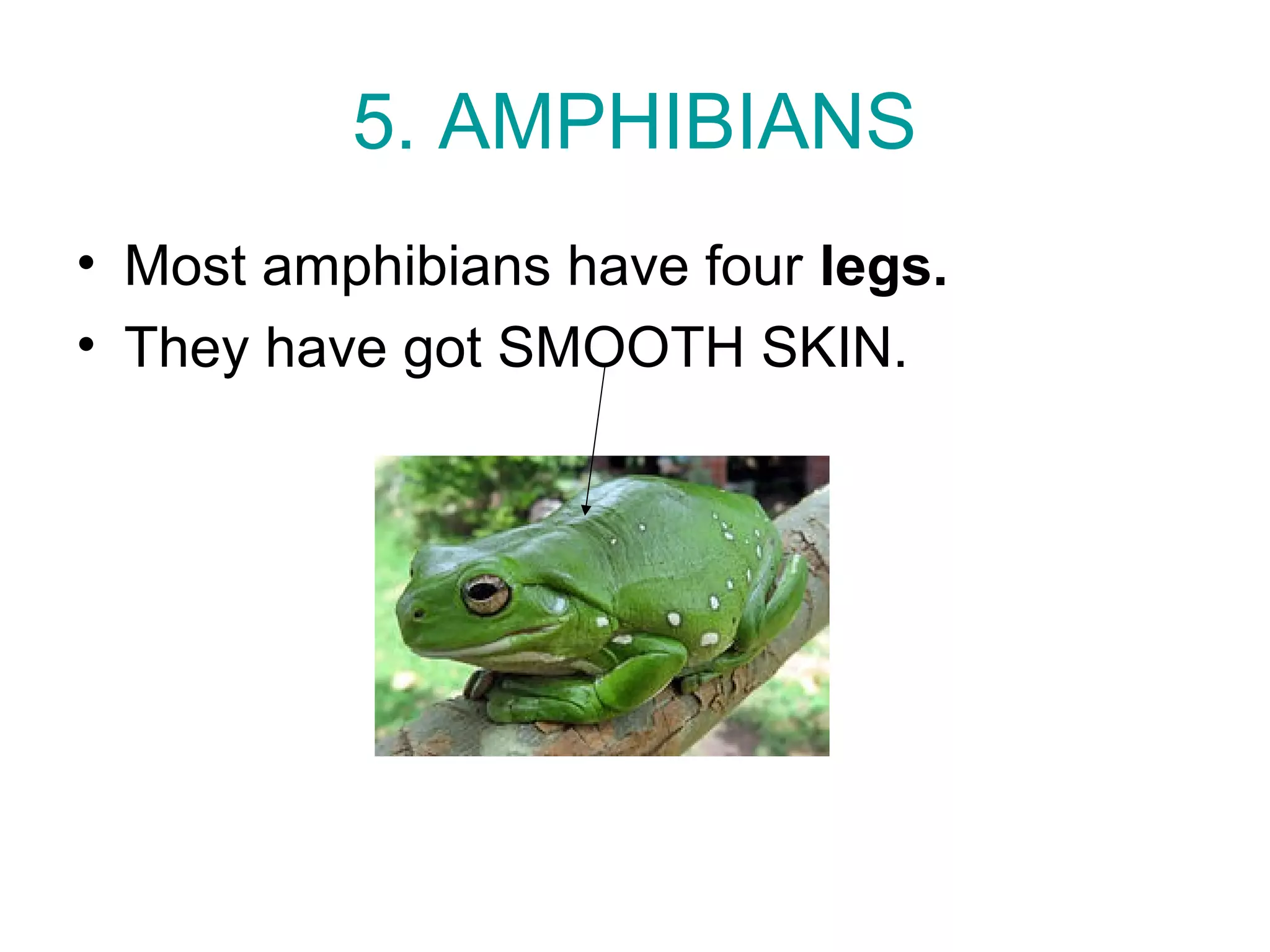 5. AMPHIBIANS
• Most amphibians have four legs.
• They have got SMOOTH SKIN.
 
