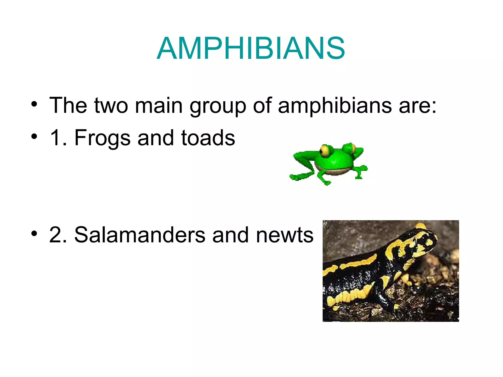 AMPHIBIANS
• The two main group of amphibians are:
• 1. Frogs and toads
• 2. Salamanders and newts
 