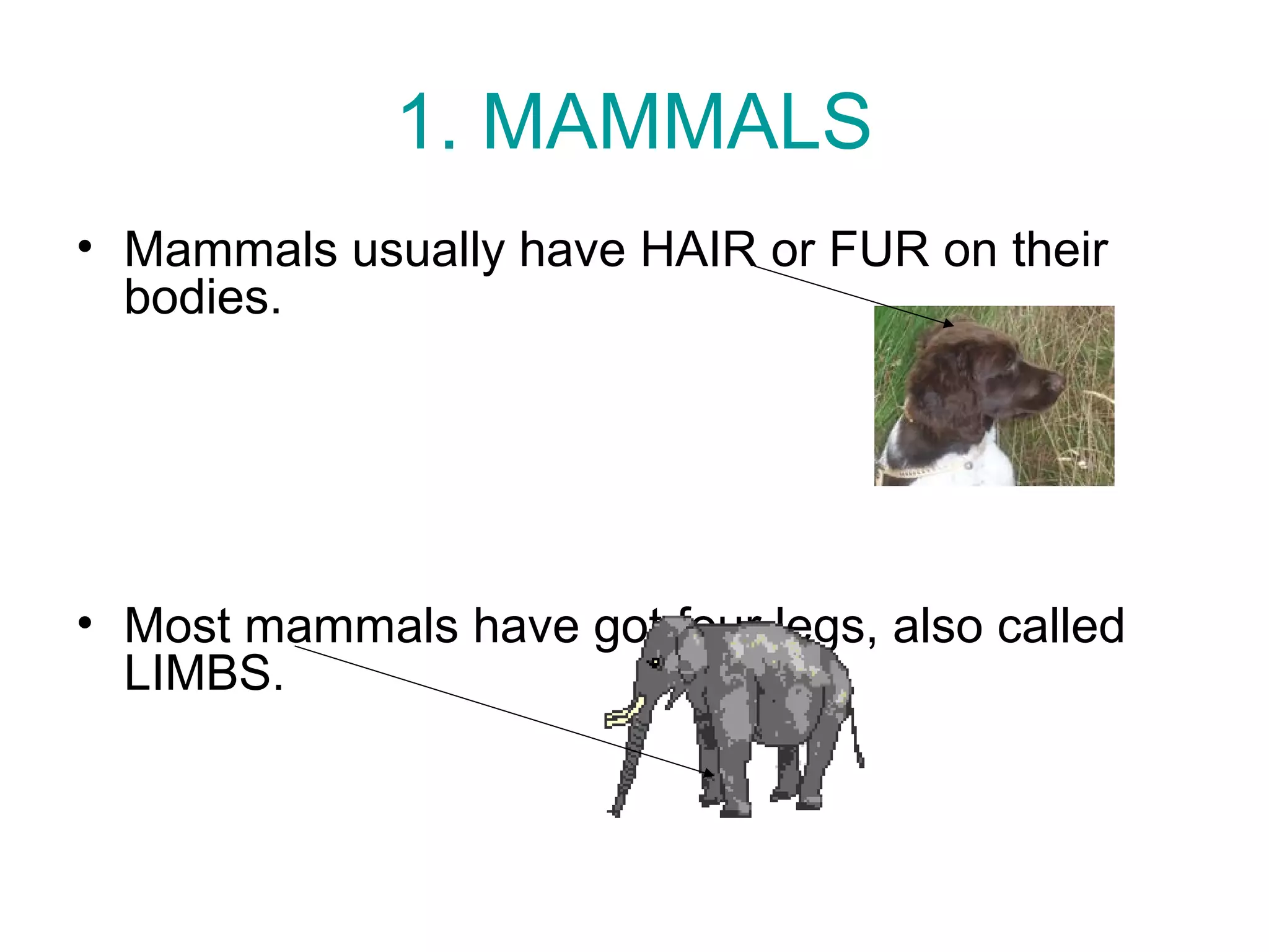 1. MAMMALS
• Mammals usually have HAIR or FUR on their
bodies.
• Most mammals have got four legs, also called
LIMBS.
 