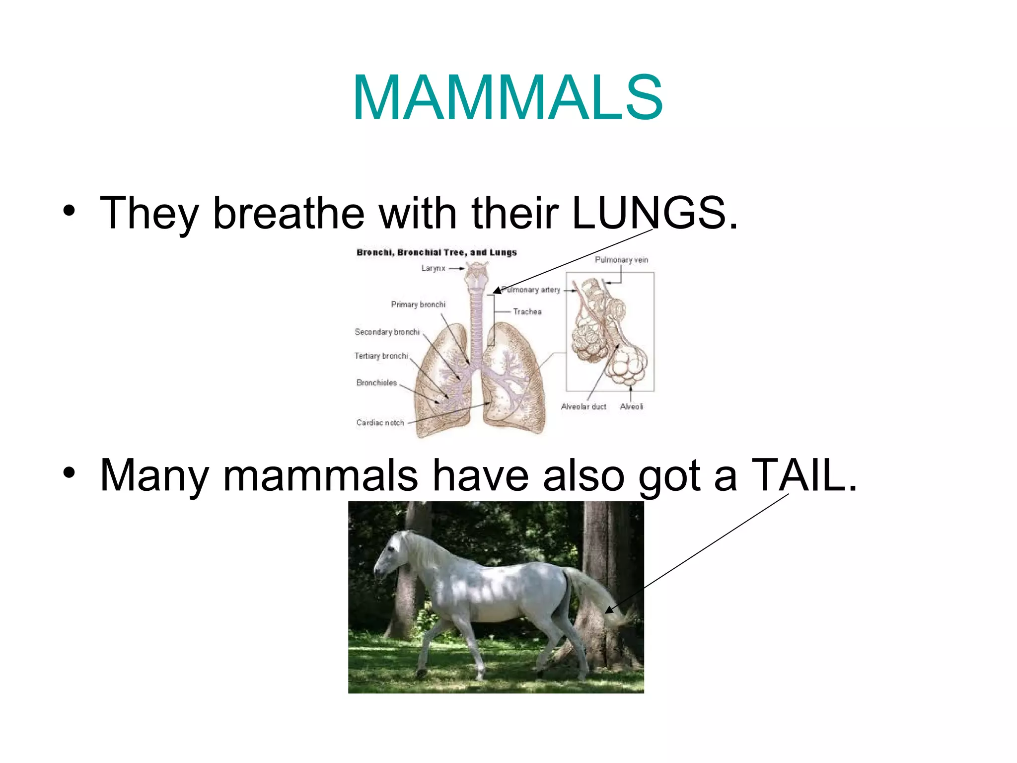 MAMMALS
• They breathe with their LUNGS.
• Many mammals have also got a TAIL.
 