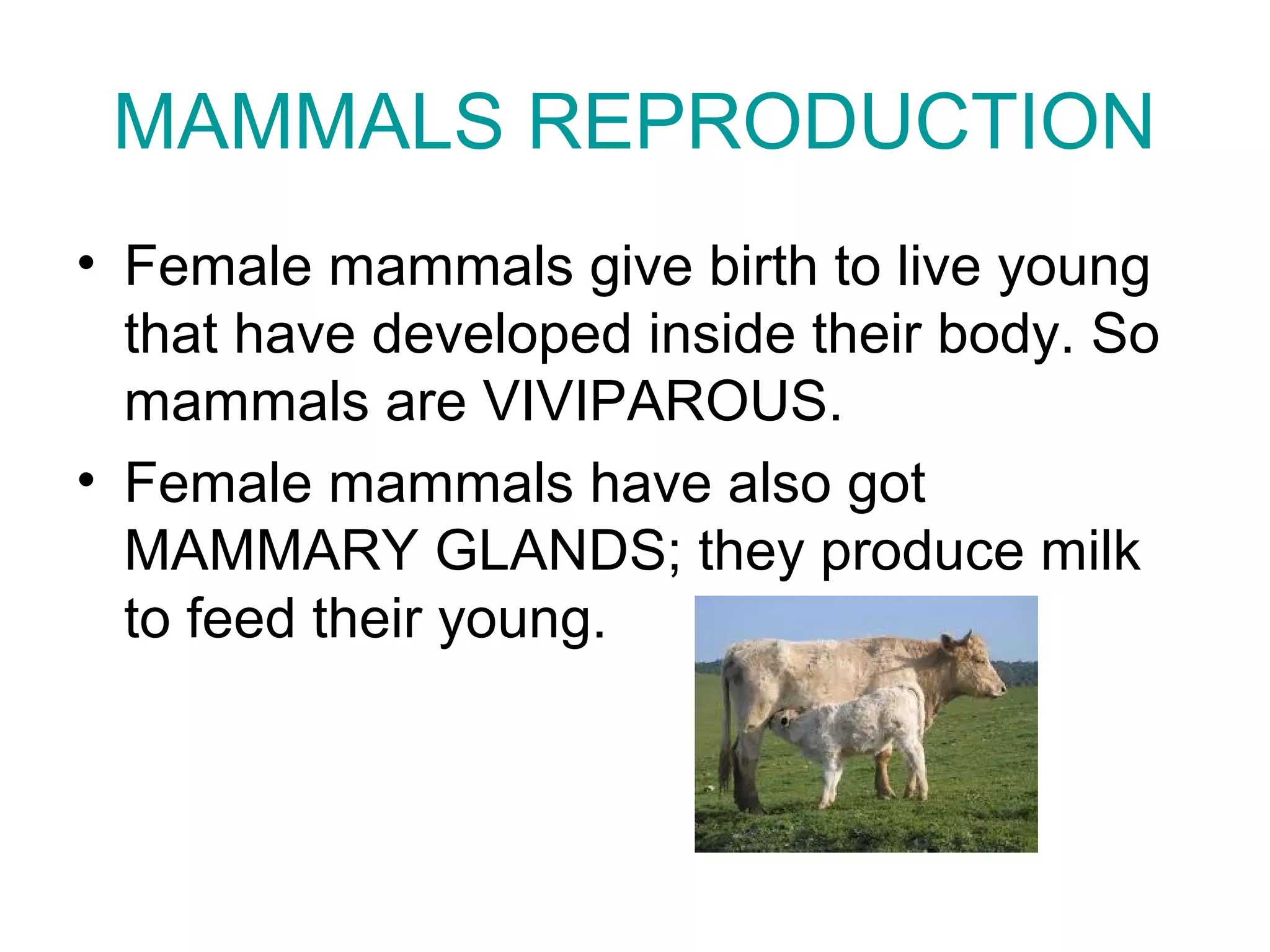 MAMMALS REPRODUCTION
• Female mammals give birth to live young
that have developed inside their body. So
mammals are VIVIPAROUS.
• Female mammals have also got
MAMMARY GLANDS; they produce milk
to feed their young.
 