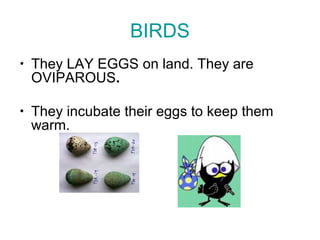 BIRDS
• They LAY EGGS on land. They are
OVIPAROUS.
• They incubate their eggs to keep them
warm.
 