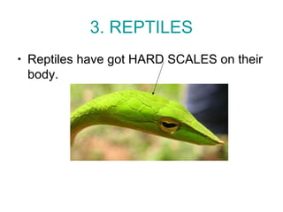 3. REPTILES
• Reptiles have got HARD SCALES on their
body.
 