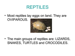 REPTILES
• Most reptiles lay eggs on land. They are
OVIPAROUS.
• The main groups of reptiles are: LIZARDS,
SNAKES, TURTLES and CROCODILES.
 