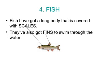 4. FISH
• Fish have got a long body that is covered
with SCALES.
• They’ve also got FINS to swim through the
water.
 