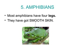 5. AMPHIBIANS
• Most amphibians have four legs.
• They have got SMOOTH SKIN.
 