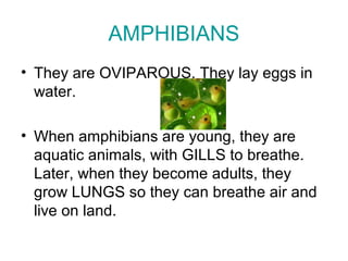 AMPHIBIANS
• They are OVIPAROUS. They lay eggs in
water.
• When amphibians are young, they are
aquatic animals, with GILLS to breathe.
Later, when they become adults, they
grow LUNGS so they can breathe air and
live on land.
 