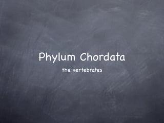 Phylum Chordata
   the vertebrates
 