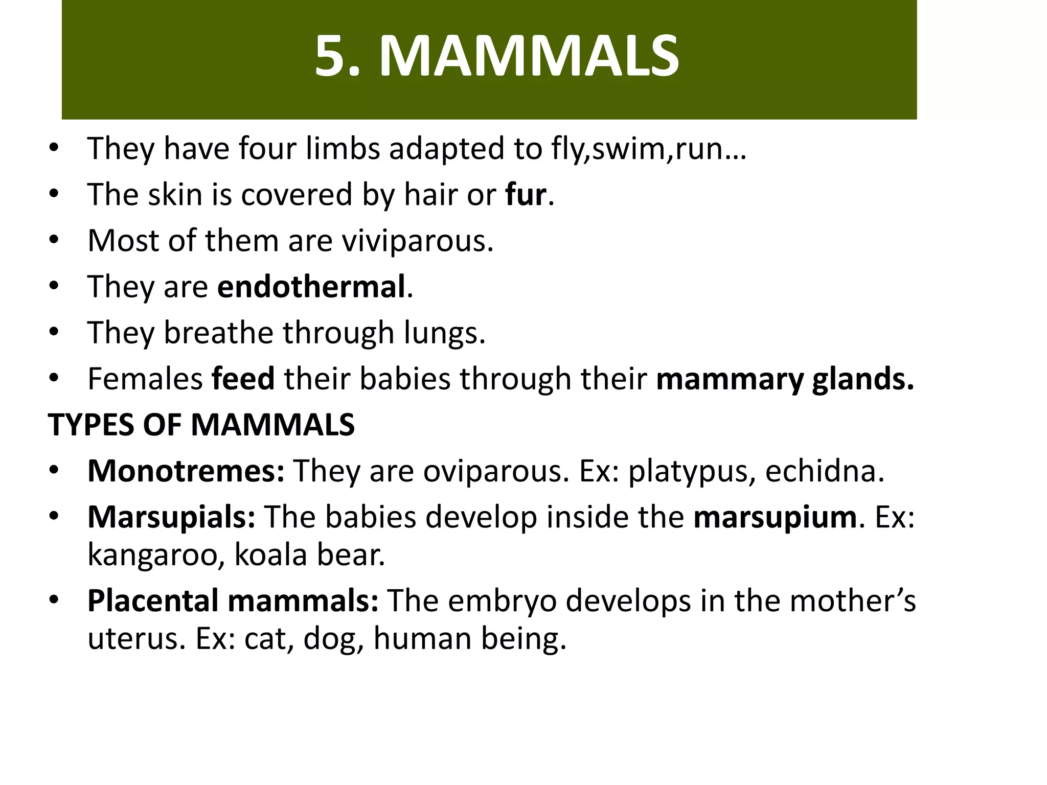 5. MAMMALS
• They have four limbs adapted to fly,swim,run…
• The skin is covered by hair or fur.
• Most of them are viviparous.
• They are endothermal.
• They breathe through lungs.
• Females feed their babies through their mammary glands.
TYPES OF MAMMALS
• Monotremes: They are oviparous. Ex: platypus, echidna.
• Marsupials: The babies develop inside the marsupium. Ex:
kangaroo, koala bear.
• Placental mammals: The embryo develops in the mother’s
uterus. Ex: cat, dog, human being.
 
