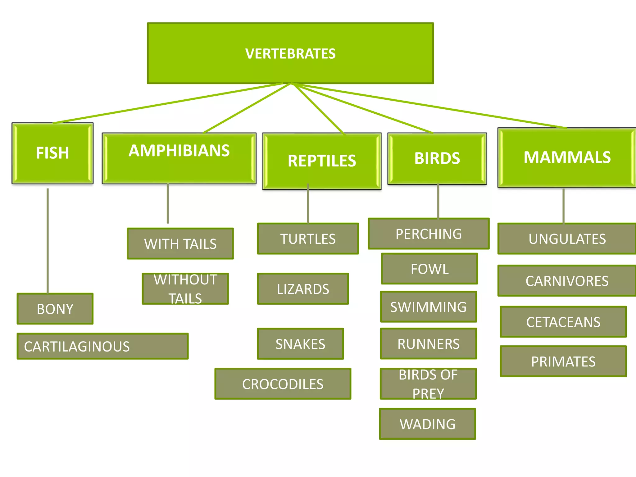 VERTEBRATES
FISH AMPHIBIANS
REPTILES BIRDS MAMMALS
BONY
CARTILAGINOUS
WITH TAILS
WITHOUT
TAILS
TURTLES
LIZARDS
SNAKES
CROCODILES
PERCHING
FOWL
UNGULATES
CARNIVORES
CETACEANS
SWIMMING
RUNNERS
BIRDS OF
PREY
WADING
PRIMATES
 