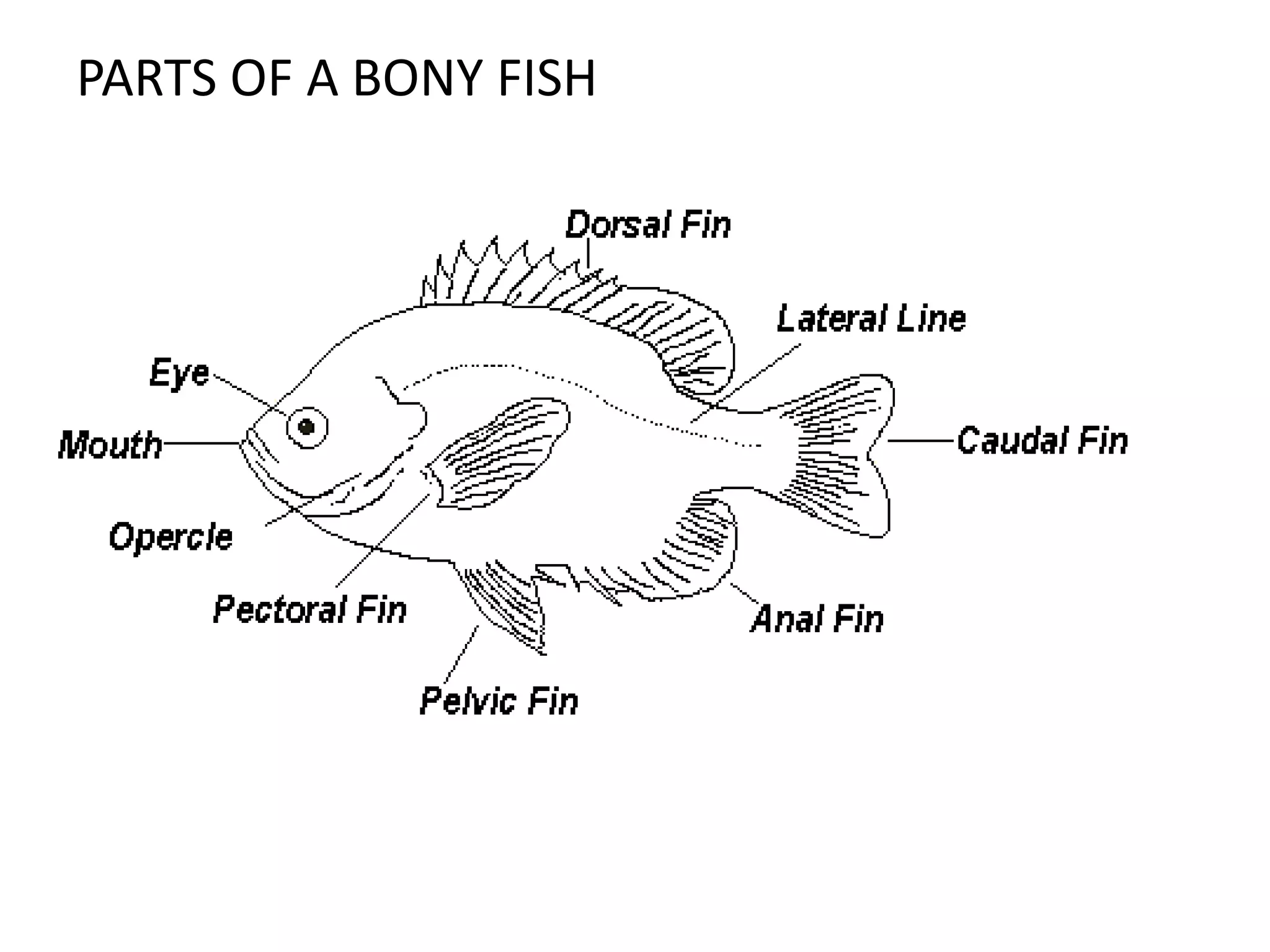 PARTS OF A BONY FISH
 