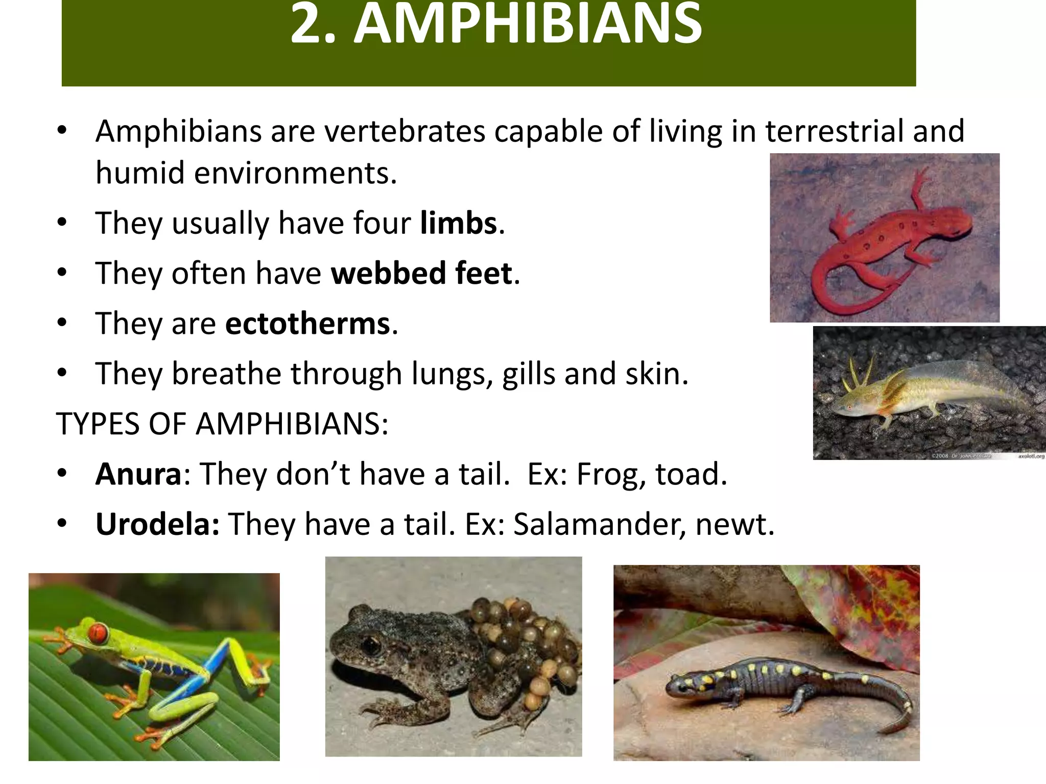 2. AMPHIBIANS
• Amphibians are vertebrates capable of living in terrestrial and
humid environments.
• They usually have four limbs.
• They often have webbed feet.
• They are ectotherms.
• They breathe through lungs, gills and skin.
TYPES OF AMPHIBIANS:
• Anura: They don’t have a tail. Ex: Frog, toad.
• Urodela: They have a tail. Ex: Salamander, newt.
 