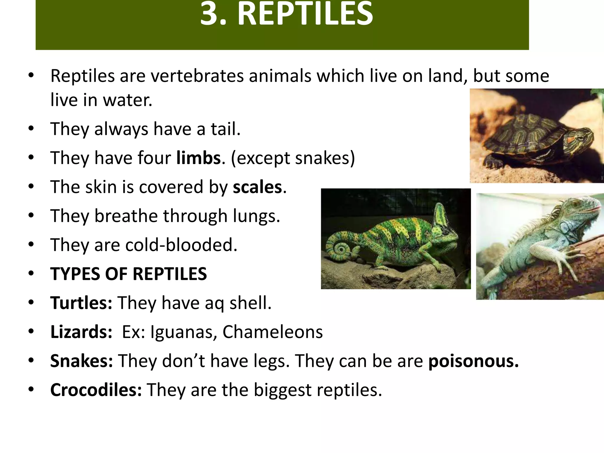 3. REPTILES
• Reptiles are vertebrates animals which live on land, but some
live in water.
• They always have a tail.
• They have four limbs. (except snakes)
• The skin is covered by scales.
• They breathe through lungs.
• They are cold-blooded.
• TYPES OF REPTILES
• Turtles: They have aq shell.
• Lizards: Ex: Iguanas, Chameleons
• Snakes: They don’t have legs. They can be are poisonous.
• Crocodiles: They are the biggest reptiles.
 