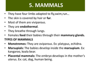 5. MAMMALS
• They have four limbs adapted to fly,swim,run…
• The skin is covered by hair or fur.
• Most of them are viviparous.
• They are endothermal.
• They breathe through lungs.
• Females feed their babies through their mammary glands.
TYPES OF MAMMALS
• Monotremes: They are oviparous. Ex: platypus, echidna.
• Marsupials: The babies develop inside the marsupium. Ex:
kangaroo, koala bear.
• Placental mammals: The embryo develops in the mother’s
uterus. Ex: cat, dog, human being.
 