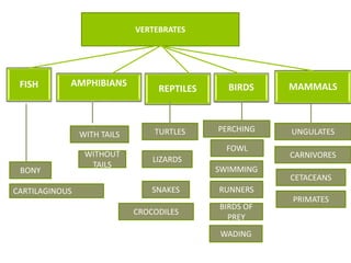 VERTEBRATES
FISH AMPHIBIANS
REPTILES BIRDS MAMMALS
BONY
CARTILAGINOUS
WITH TAILS
WITHOUT
TAILS
TURTLES
LIZARDS
SNAKES
CROCODILES
PERCHING
FOWL
UNGULATES
CARNIVORES
CETACEANS
SWIMMING
RUNNERS
BIRDS OF
PREY
WADING
PRIMATES
 
