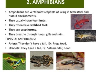 2. AMPHIBIANS
• Amphibians are vertebrates capable of living in terrestrial and
humid environments.
• They usually have four limbs.
• They often have webbed feet.
• They are ectotherms.
• They breathe through lungs, gills and skin.
TYPES OF AMPHIBIANS:
• Anura: They don’t have a tail. Ex: Frog, toad.
• Urodela: They have a tail. Ex: Salamander, newt.
 