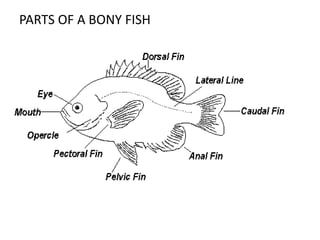 PARTS OF A BONY FISH
 