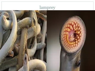 Lamprey Examples Vertebrates | PPT