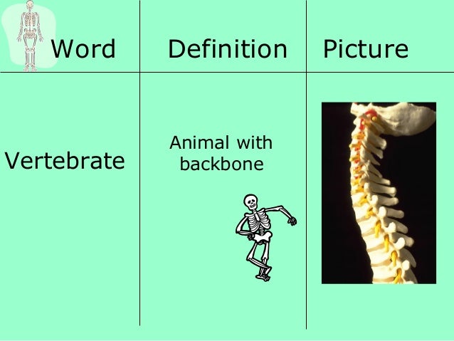Vertebrates!