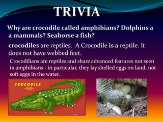 Why are Seahorse called a fish?
TRIVIA
While seahorses appear to be very different from other
fishes in the sea, they are ...