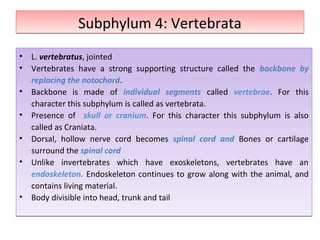 Subphylum 4: VertebrataSubphylum 4: Vertebrata
• L. vertebratus, jointed
• Vertebrates have a strong supporting structure called the backbone by
replacing the notochord.
• Backbone is made of individual segments called vertebrae. For this
character this subphylum is called as vertebrata.
• Presence of skull or cranium. For this character this subphylum is also
called as Craniata.
• Dorsal, hollow nerve cord becomes spinal cord and Bones or cartilage
surround the spinal cord
• Unlike invertebrates which have exoskeletons, vertebrates have an
endoskeleton. Endoskeleton continues to grow along with the animal, and
contains living material.
• Body divisible into head, trunk and tail
• L. vertebratus, jointed
• Vertebrates have a strong supporting structure called the backbone by
replacing the notochord.
• Backbone is made of individual segments called vertebrae. For this
character this subphylum is called as vertebrata.
• Presence of skull or cranium. For this character this subphylum is also
called as Craniata.
• Dorsal, hollow nerve cord becomes spinal cord and Bones or cartilage
surround the spinal cord
• Unlike invertebrates which have exoskeletons, vertebrates have an
endoskeleton. Endoskeleton continues to grow along with the animal, and
contains living material.
• Body divisible into head, trunk and tail
 