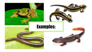 o Reptiles are cold-blooded vertebrates
hatched from egg. They have dry scaly skin
and some have shells. Some examples are...