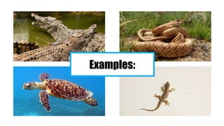 Application Direction: Classify the following vertebrates in their
proper column.
 
