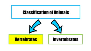Classification of Animals
Vertebrates Invertebrates
 