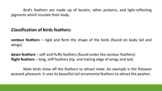Bird’s feathers are made up of keratin, other proteins, and light-reflecting
pigments which insulate their body.
Classification of birds feathers:
contour feathers – rigid and form the shape of the birds (found on body tail and
wings)
down feathers – soft and fluffy feathers (found under the contour feathers)
flight feathers – long, stiff feathers (tip and trailing edge of wings and tail)
Male birds show off the feathers to attract mate. An example is the Palawan
peacock pheasant. It uses its beautiful tail ornamental feathers to attract the peahen.
 