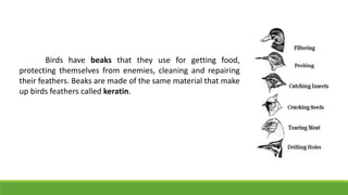 Birds have beaks that they use for getting food,
protecting themselves from enemies, cleaning and repairing
their feathers. Beaks are made of the same material that make
up birds feathers called keratin.
 