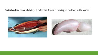 Swim bladder or air bladder – It helps the fishes in moving up or down in the water.
 
