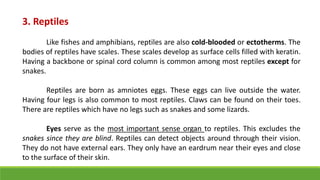 3. Reptiles
Like fishes and amphibians, reptiles are also cold-blooded or ectotherms. The
bodies of reptiles have scales. These scales develop as surface cells filled with keratin.
Having a backbone or spinal cord column is common among most reptiles except for
snakes.
Reptiles are born as amniotes eggs. These eggs can live outside the water.
Having four legs is also common to most reptiles. Claws can be found on their toes.
There are reptiles which have no legs such as snakes and some lizards.
Eyes serve as the most important sense organ to reptiles. This excludes the
snakes since they are blind. Reptiles can detect objects around through their vision.
They do not have external ears. They only have an eardrum near their eyes and close
to the surface of their skin.
 