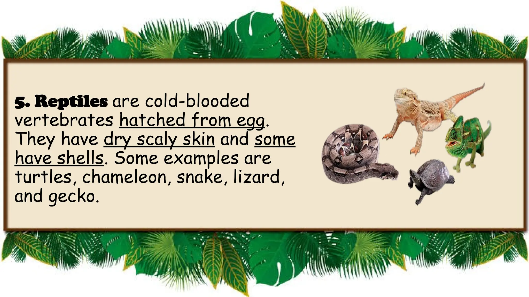 GRADE SIX - CHARACTERISTICS OF VERTEBRATES.pptx