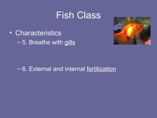 Science Vertebrates Fish vertebrates GRADE 2 SCIENCE LESSON .ppt