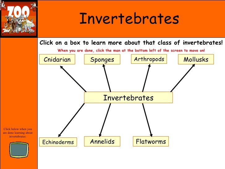 What are the five classes of vertebrates?