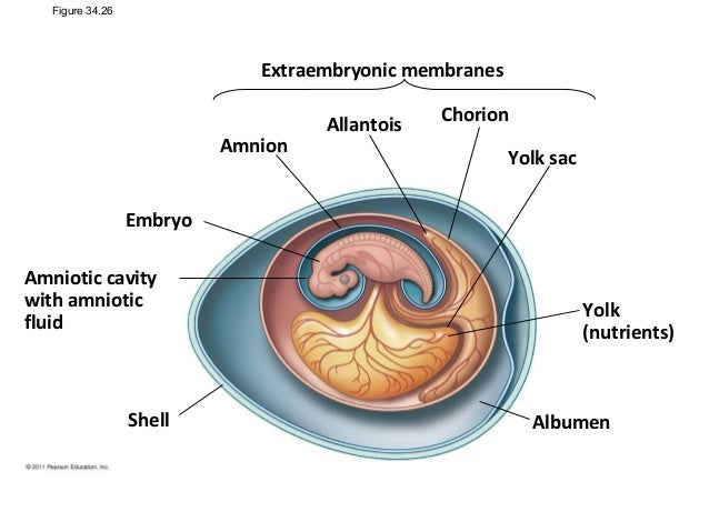 diagram of an amniotic egg amniotic egg diagram simple pictures to pin on diagram of an amniotic egg amniotic egg diagram simple pictures to pin on