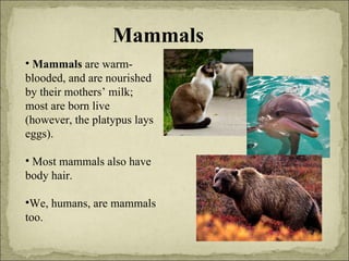 Mammals Mammals  are warm-blooded, and are nourished by their mothers’ milk; most are born live (however, the platypus lays eggs). Most mammals also  have body hair. We, humans, are mammals too. 