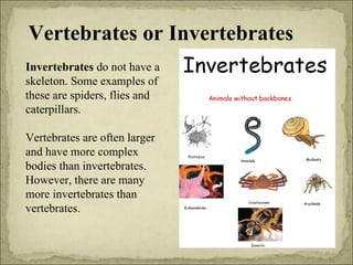 Vertebrates or Invertebrates Invertebrates  do not have a skeleton. Some examples of these are  spiders, flies and caterpillars. Vertebrates are often larger and have more complex bodies than invertebrates. However, there are many more invertebrates than  vertebrates. 