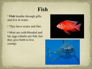 Fish Fish  breathe through gills, and live in water. They have scales and fins. Most are cold-blooded and lay eggs (sharks are fish, but they give birth to live young). 