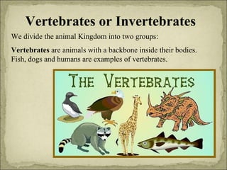 Vertebrates or Invertebrates We divide the animal Kingdom into two groups: Vertebrates  are animals with a backbone inside their bodies. Fish, dogs and humans are examples of vertebrates. 