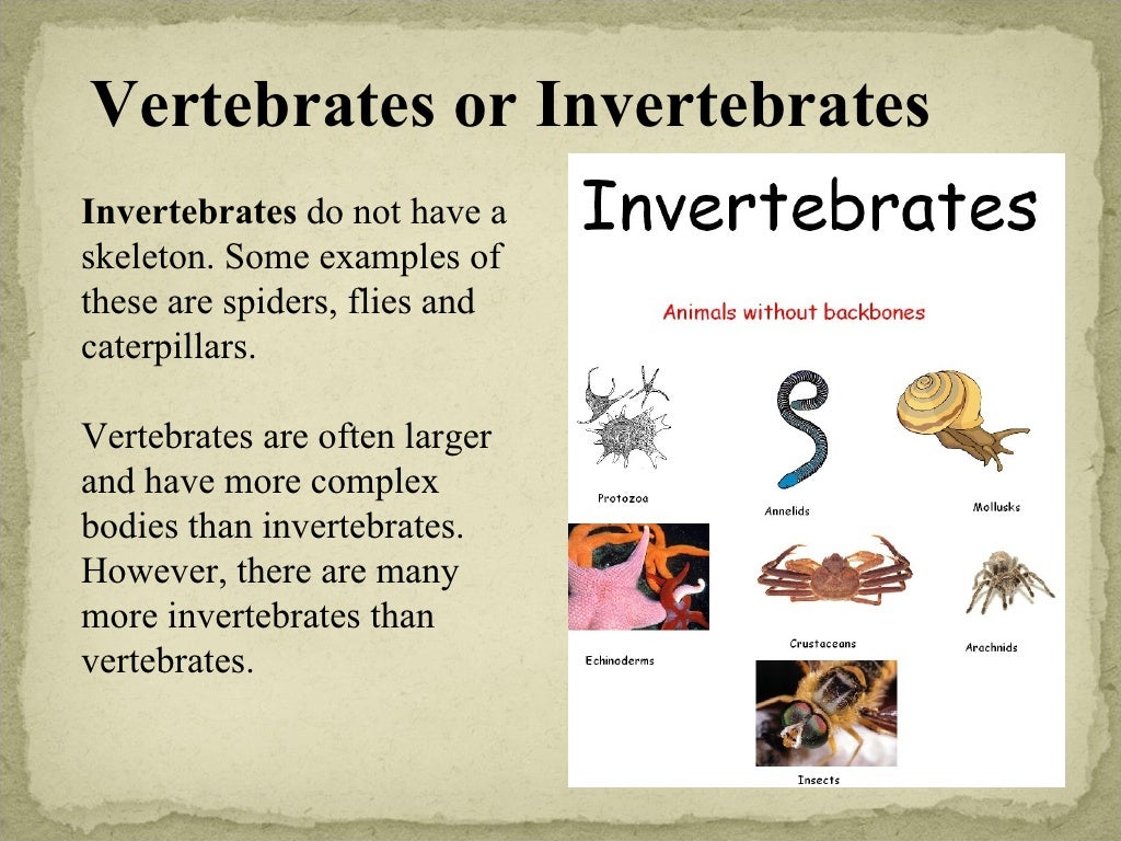 vertebrates-and-invertebrates