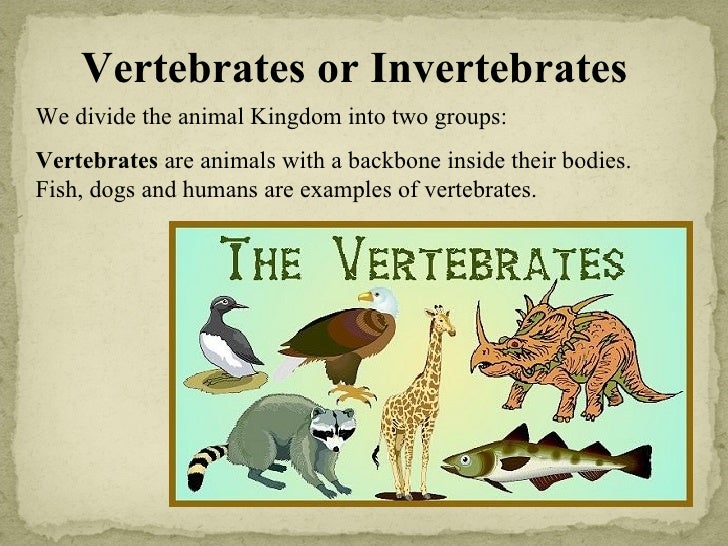 Vertebrates or Invertebrates We divide the animal Kingdom into two groups: Vertebrates  are animals with a backbone inside...