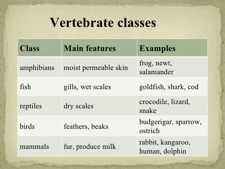 What are the five classes of vertebrates?