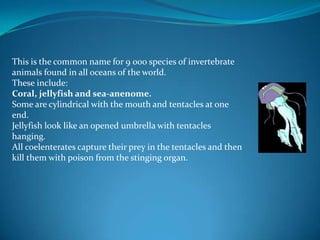 This is the common name for 9 000 species of invertebrate animals found in all oceans of the world.<br />These include:<br...
